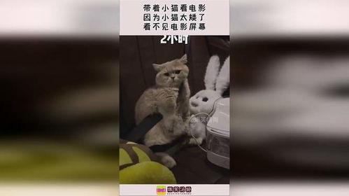 国产小猫电影在线观看,萌动瞬间，在线观看的温馨之旅