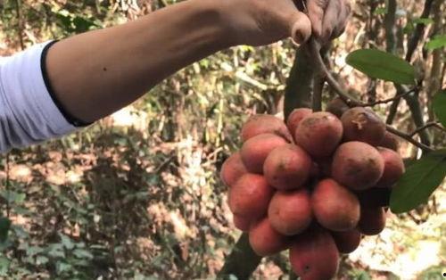 国产电影摘野果在线观看